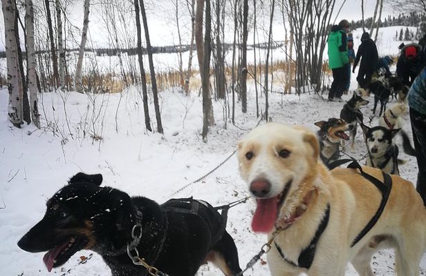 Dog Sledding