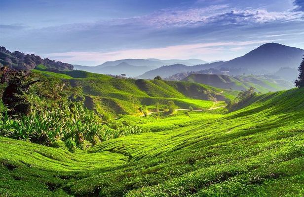 Full-day Cameron Highlands Tour