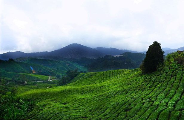 Cameron Highland Day-Trip from Kuala Lumpur