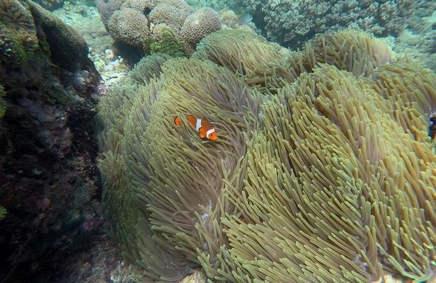 Andre East Bali Blue Lagoon Snorkeling Ticket And Transfer
