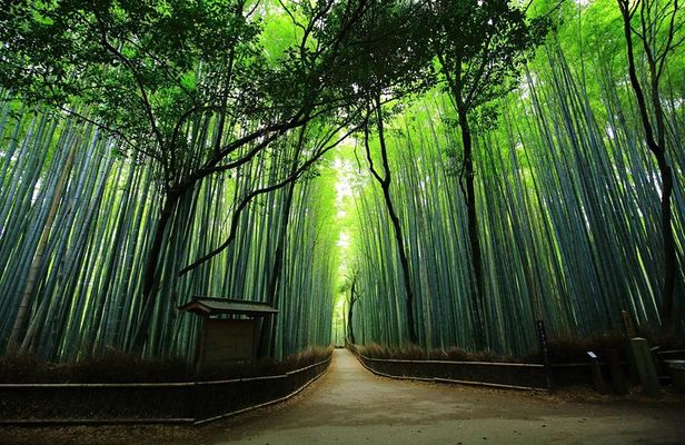 Kyoto Arashiyama & Sagano Bamboo Private Tour with Government-Licensed Guide