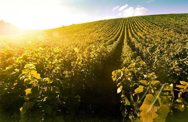 Tokaj wineregion home to the worldfamous aszu, on a private tour!