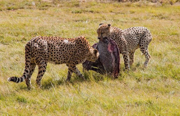 3-Days 2-nights Tanzania Private Budget Camping Safari