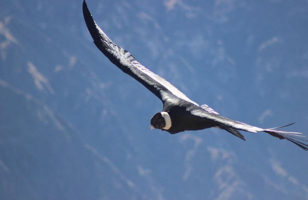 Colca Canyon – 2 Days / 1 Night