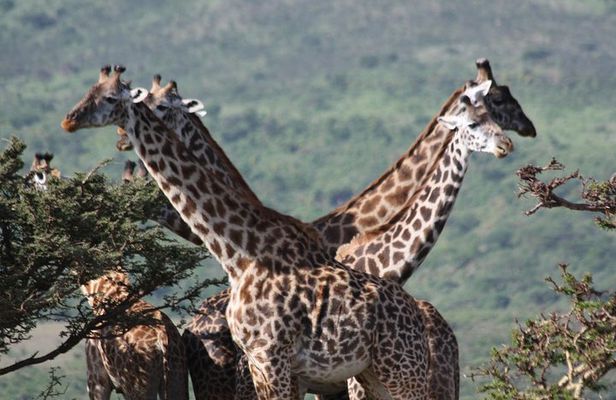 5 Days Northern Tanzania Selected Wildlife Safari
