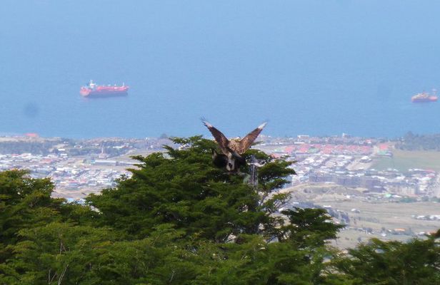 Private Patagonian Forest Hike in Punta Arenas: 8 Hour