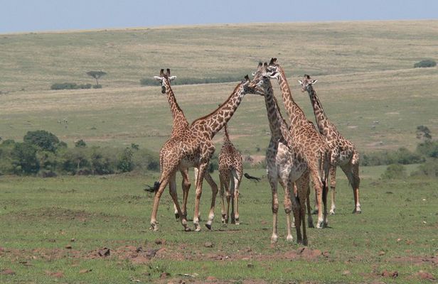 Nairobi layover
