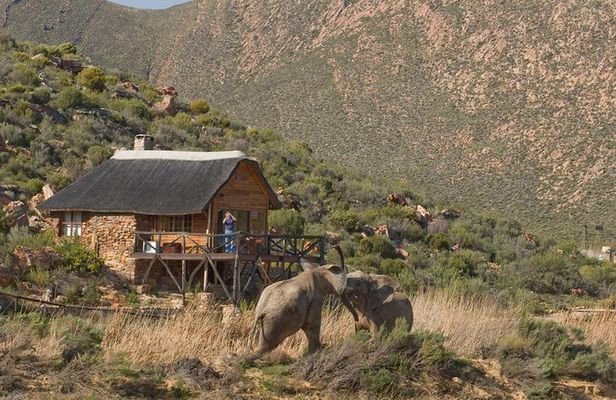 Cape Town Safari Big 5 experience all inclusive