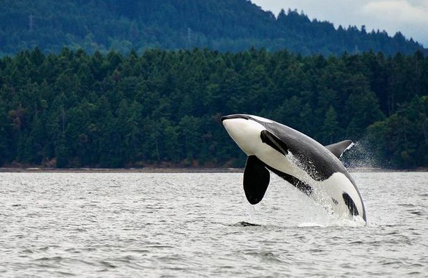 Juneau Whale Watching and Salmon Bake