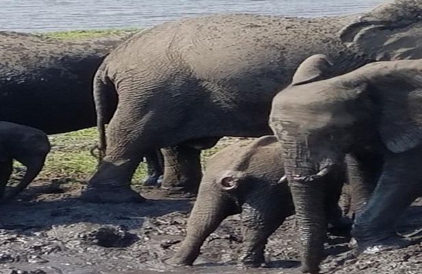 5 Days 4 Nights Budget Adventure Safari In Victoria Falls & Chobe National Park