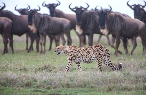 Safari in Tanzania December - April, the Serengeti migration