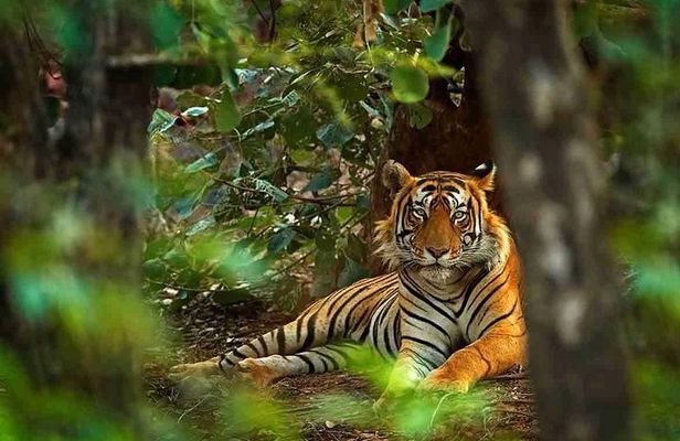 5 Days Golden Triangle with Ranthambore Tiger Safari