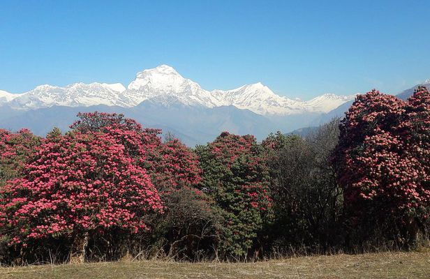 4-Day Private Poon Hill Trekking Tour