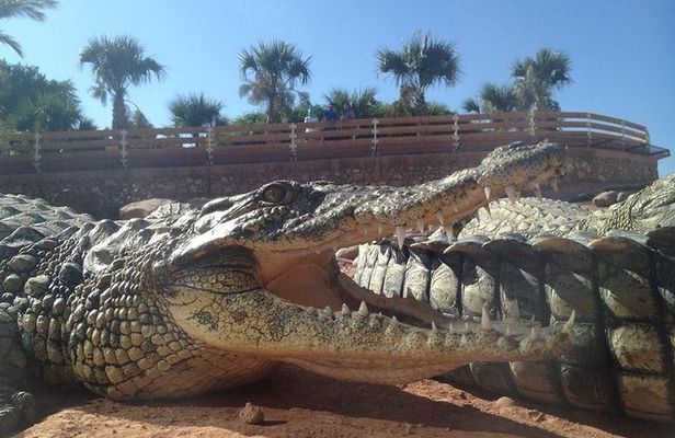 Agadir crocodile Park including transfer and tickets