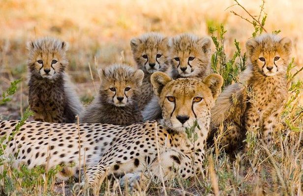 3 nights exclusive Masai Mara safari