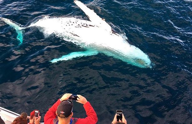 Whale & Dolphin Watching Cruise in Puerto Vallarta All Inclusive
