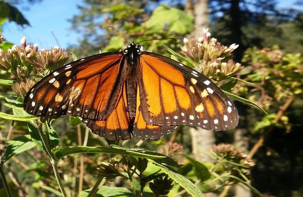 Monarch Butterfly Tour from Mexico City
