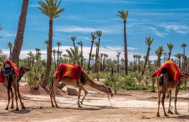 Marrakesh day trip with camel ride from Casablanca