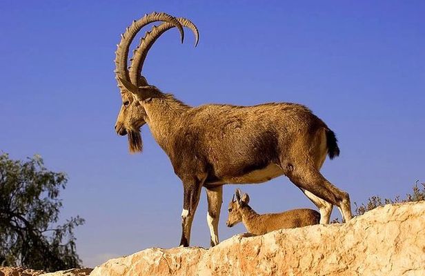 Khor Virap, Areni Winery, Noravank + Wild Goat Watching - private tour