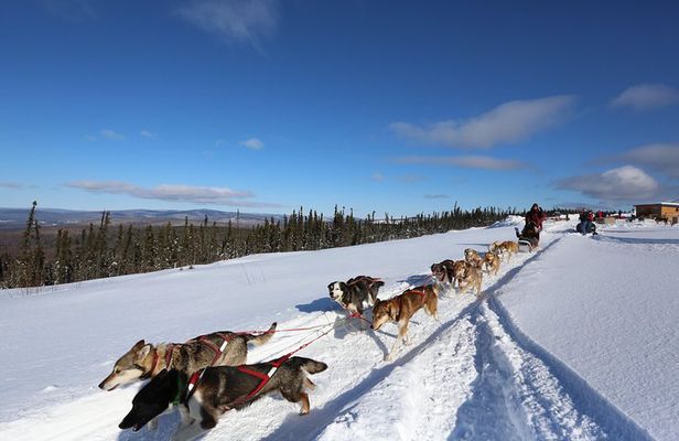 1-hr. Dog Sledding Tour in Fairbanks (without transportation)