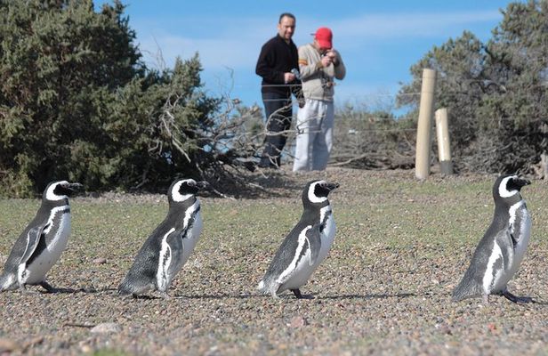 Exclusive Punta Tombo Penguins for Cruise Guests