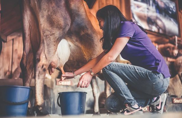 Agrodome Farm Experience including Farm Show and Farm Tour - Rotorua