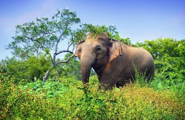 Wasgamuwa National Park | Private Safari