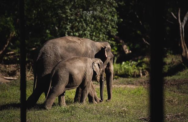 Elephant Jungle Sanctuary: Half Day Morning Program
