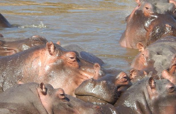 Lake Nakuru National park & Lake Naivasha Day tour from Nairobi