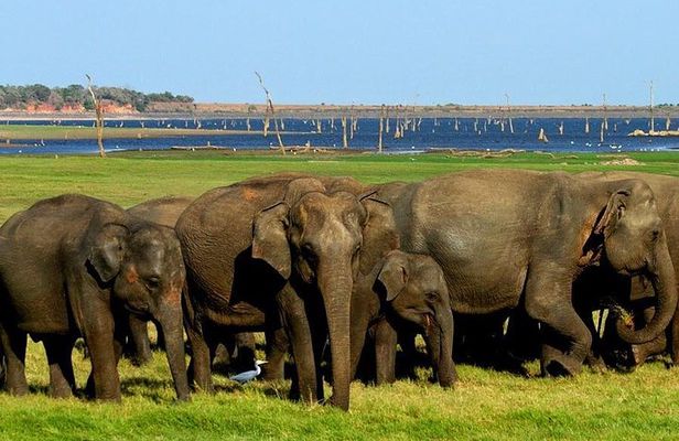 Minneriya National Park | Private Safari