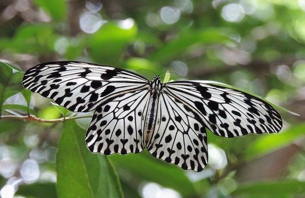 Sinharaja Rain Forest Tours (Full Day)