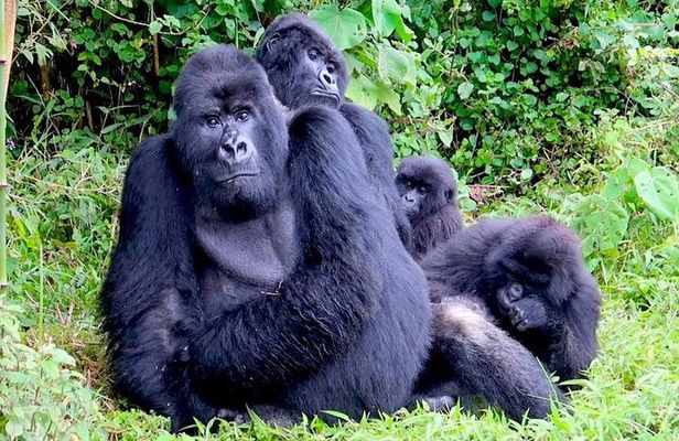 1 Day Gorilla trekking volcanoes national park 