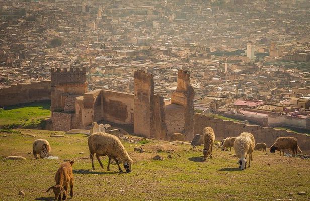 Fes day tour from Casablanca