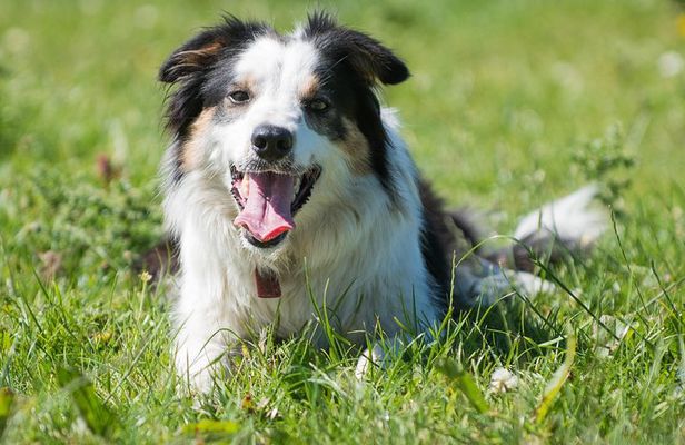 Caherconnell Fort & Sheepdog Demonstrations