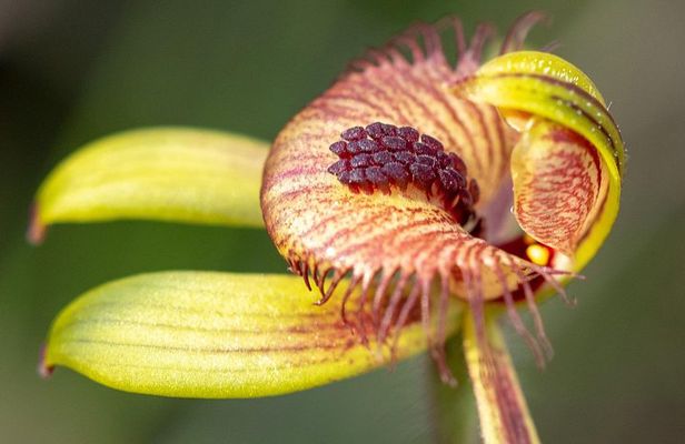 Orchids and Wildflowers Photographic Day tour from Perth
