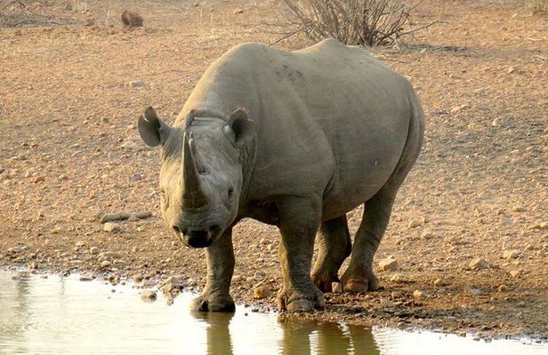 Game Drive and Rhino Walk
