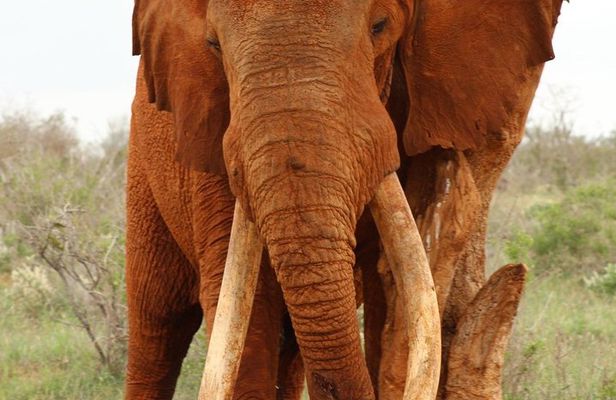 4 Days Safari Amboseli, Tsavo West and Tsavo East