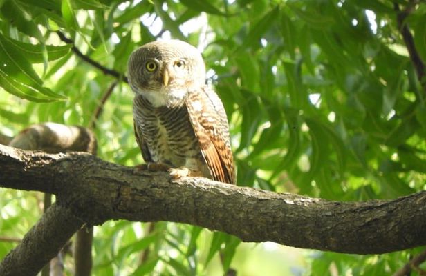 Yala National Park | Private Safari