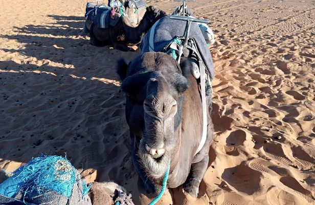 Small Group 3 Days Desert Trip From Fez to Marrakesh
