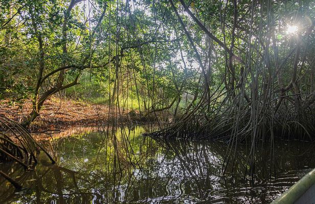 Into the Wild: Canoeing & Birdwatching in La Boquilla’s Untouched