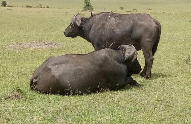 5 Days Kenya Adventurous Safari