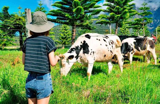 2d1n Kinabalu Park & Poring Canopy Walk & Desa Cow Farm Tour