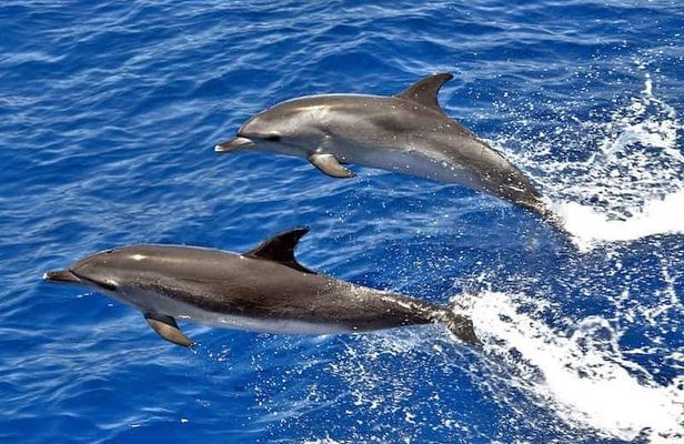 Dolphin Searching Tour in Puerto de Mogán ("KEEPER UNO" Boat)