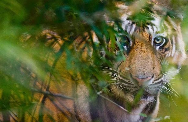 5 Days Golden Triangle Tour and Ranthambore Wildlife Safari