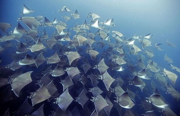 2 Tank Dive - Certified Divers (Santa Maria Bay & Chileno Bay)