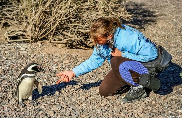 PUERTO MADRYN: Punta Tombo and walk into the largest penguin colony in South America
