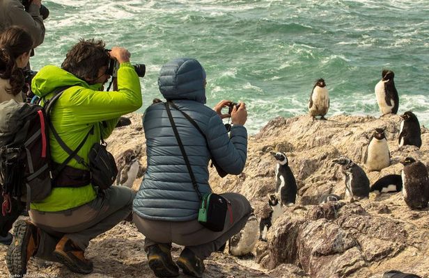 Full day excursion to Pedral, Guided visit to the Penguin Colony and countryside day with lunch