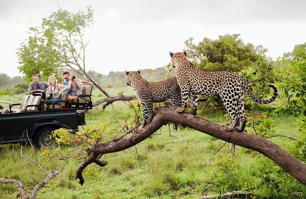 Half Day Safari at Yala National Park From Yala / Tissamaharama