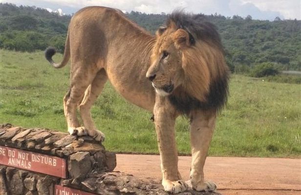 Nairobi National Park game drive. Free Airport pick / drop off.