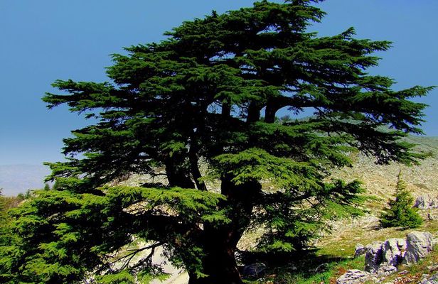 Discover the Hidden Gems: Qadisha, Bcharee, Cedars and Kozhaya